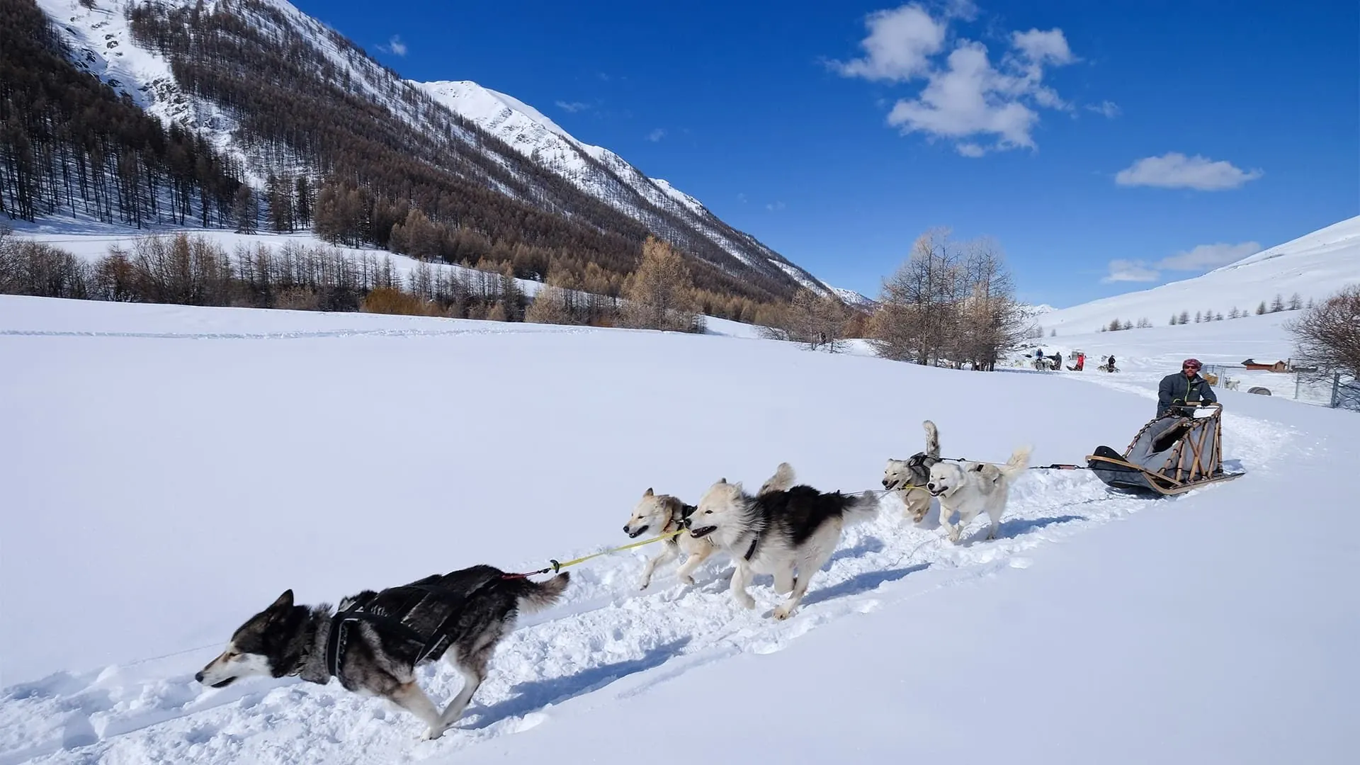 Balade en chien de traîneau - Queyras - France