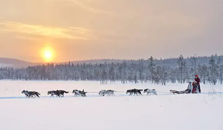 Chiens de traîneau au coucher du soleil - Laponie - Norvège