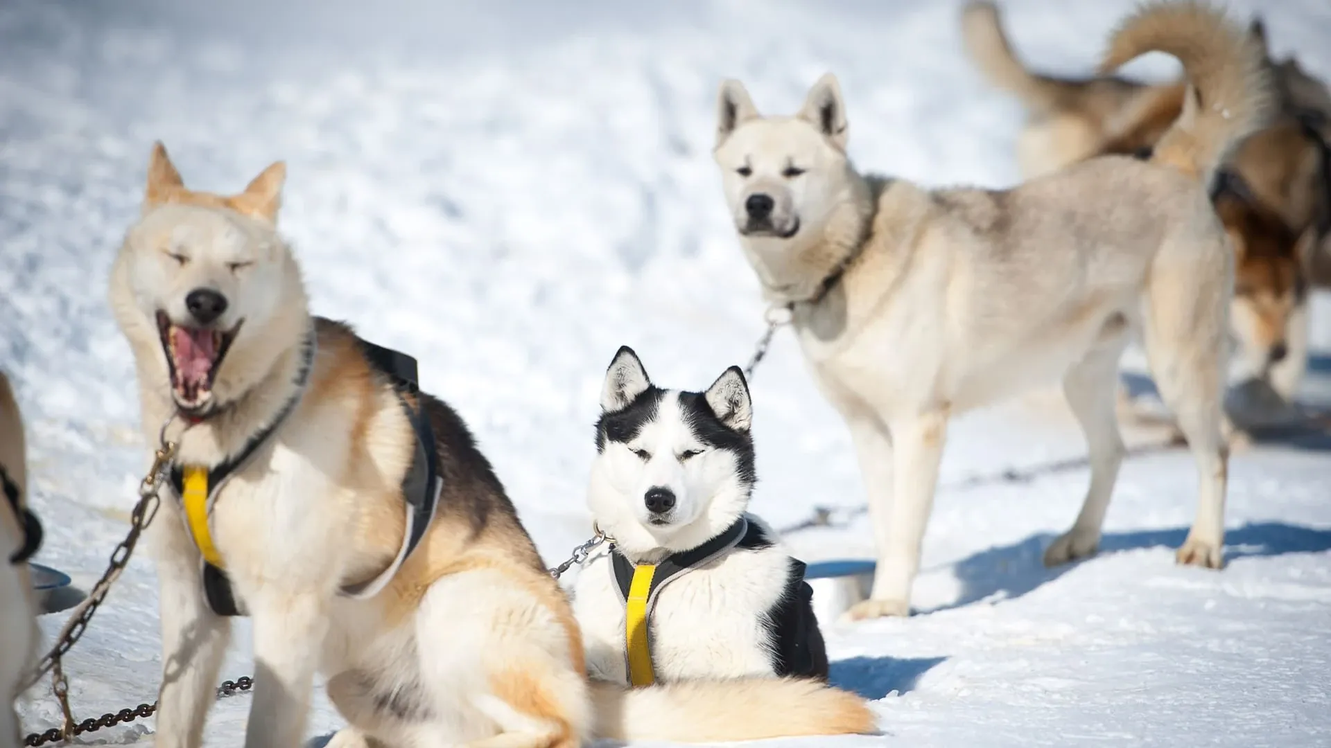Attelage de chiens de traîneau - Norvège
