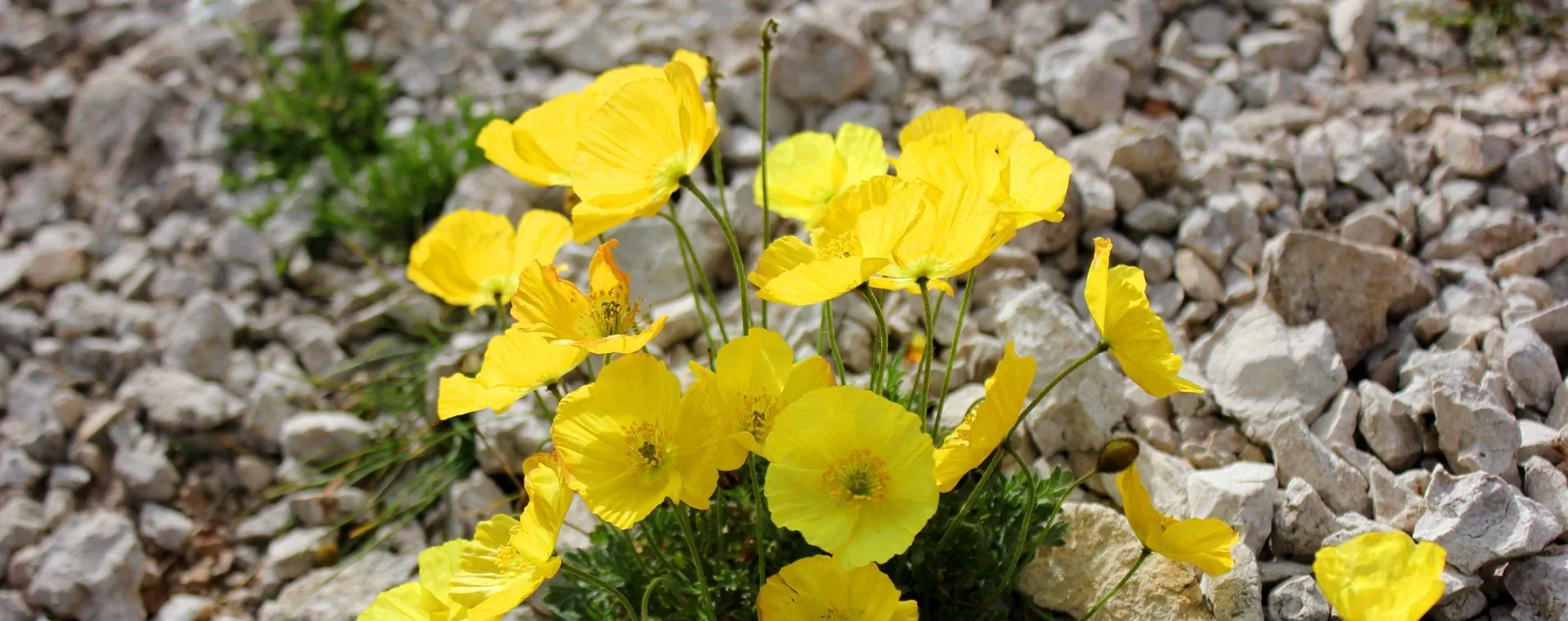 Dolomites Fantastiques - Dolomites - Italie - dolomites-fantastiques-dolomites-italy-10