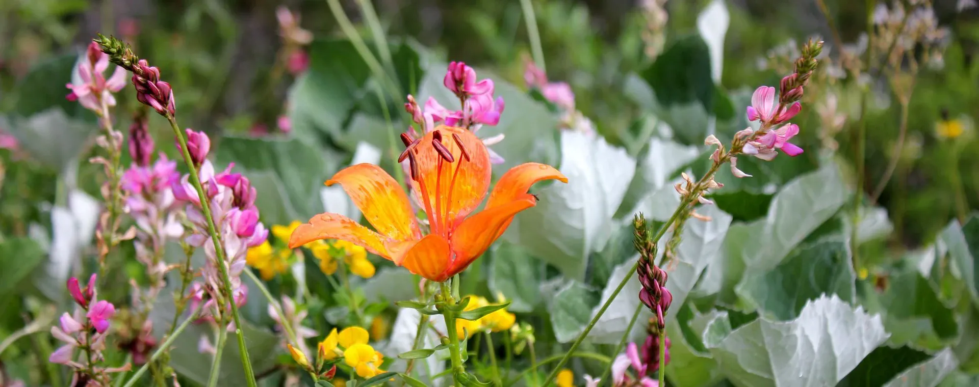 Dolomites Fantastiques - Dolomites - Italie - dolomites-fantastiques-dolomites-italy-11