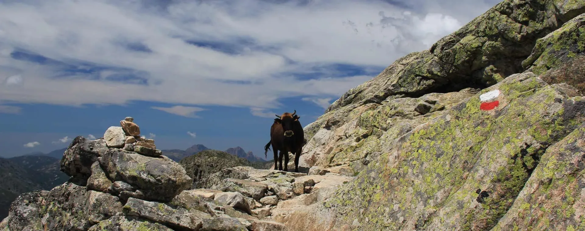 Ânes de l'île de Ré - Île de Ré - France