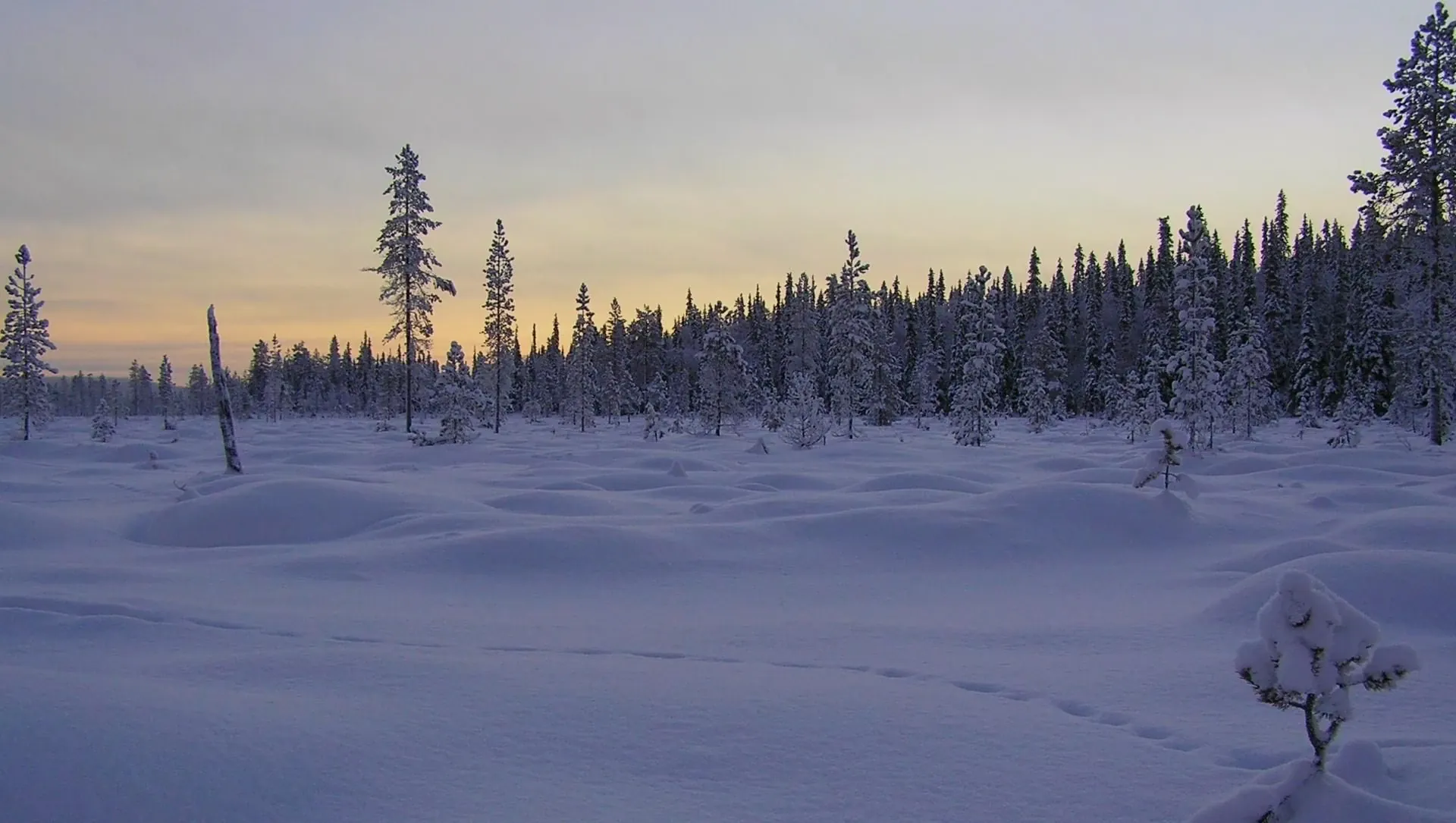 Empreintes Danimaux Et Coucher De Soleil Sur Un Paysage Lapon - Finlande
