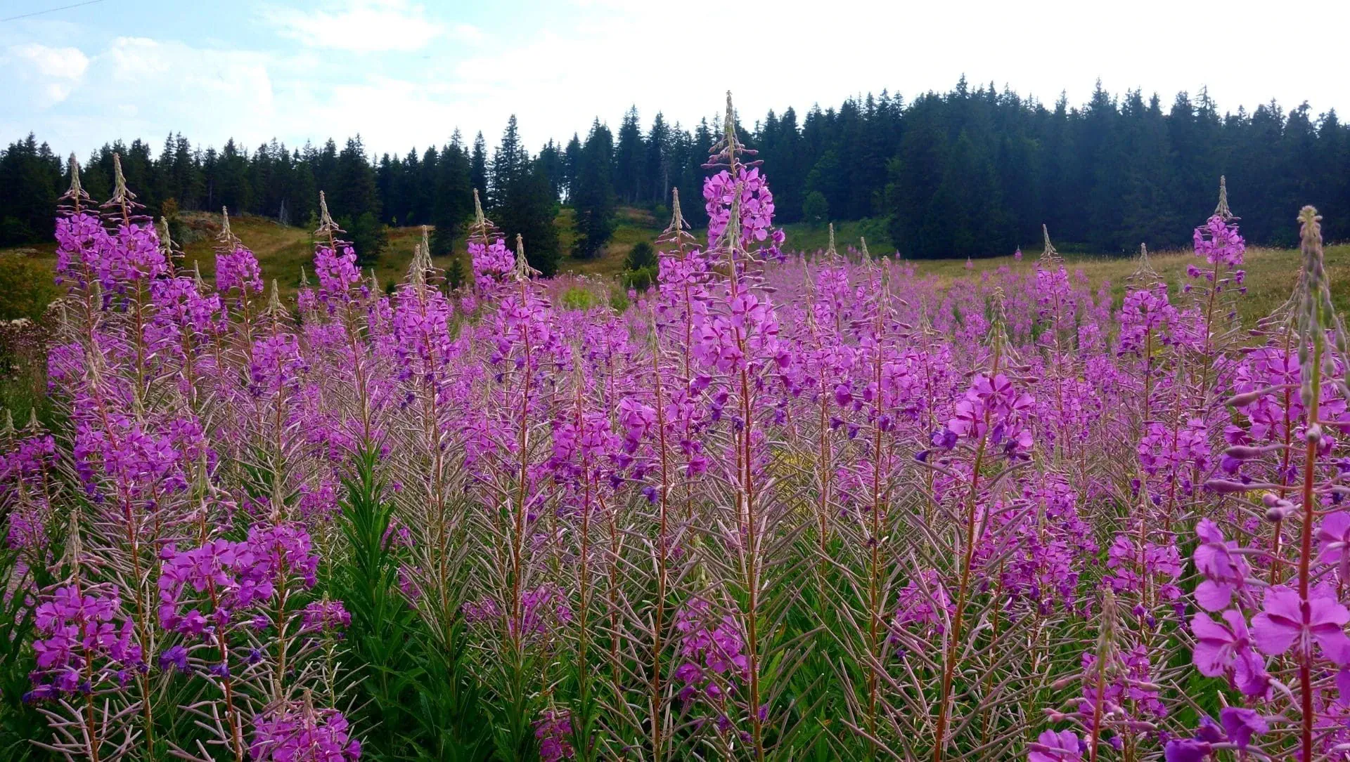 Feldberg Foret Noire C Raymond Chabanier - Allemagne © Raymond Chabanier