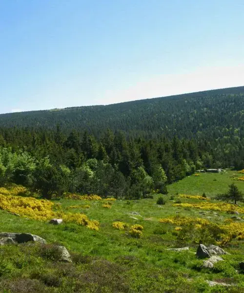 Champs sur le chemin de Stevenson - France