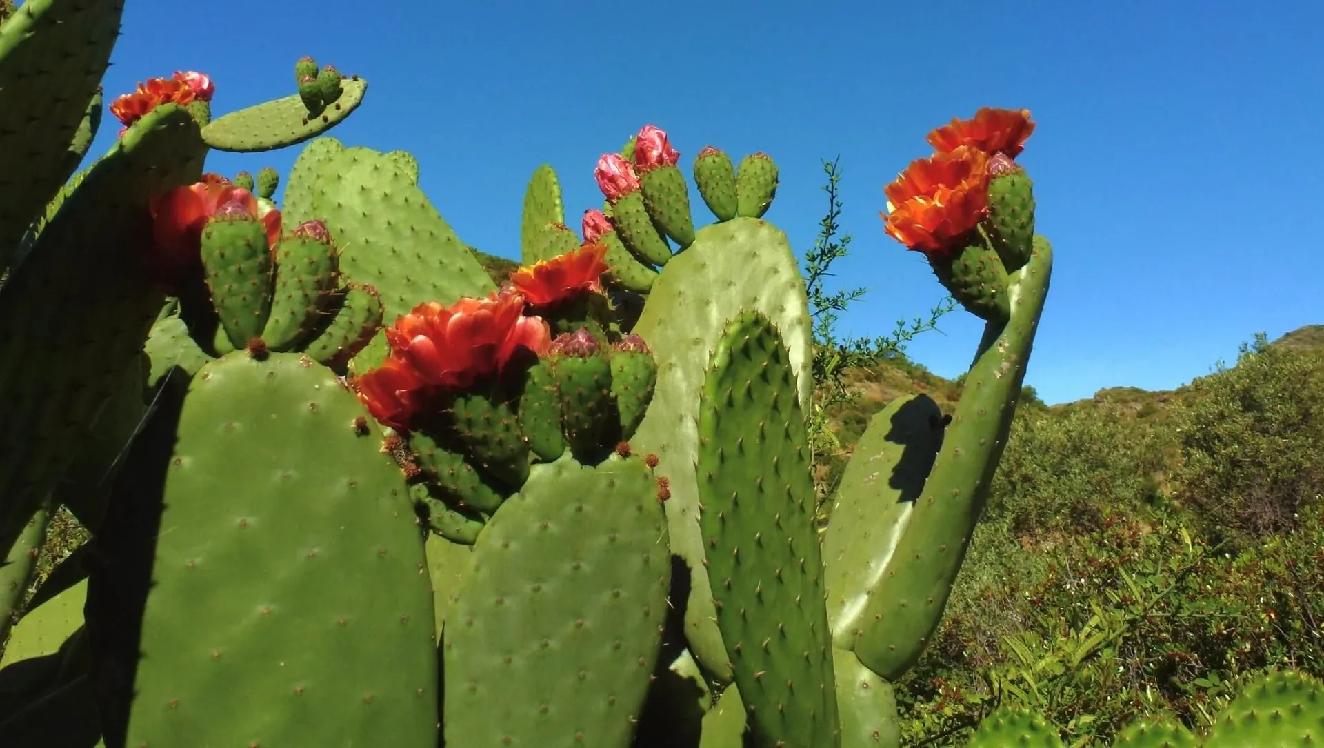 Figuier De Barbarie A Cadaques - Espagne