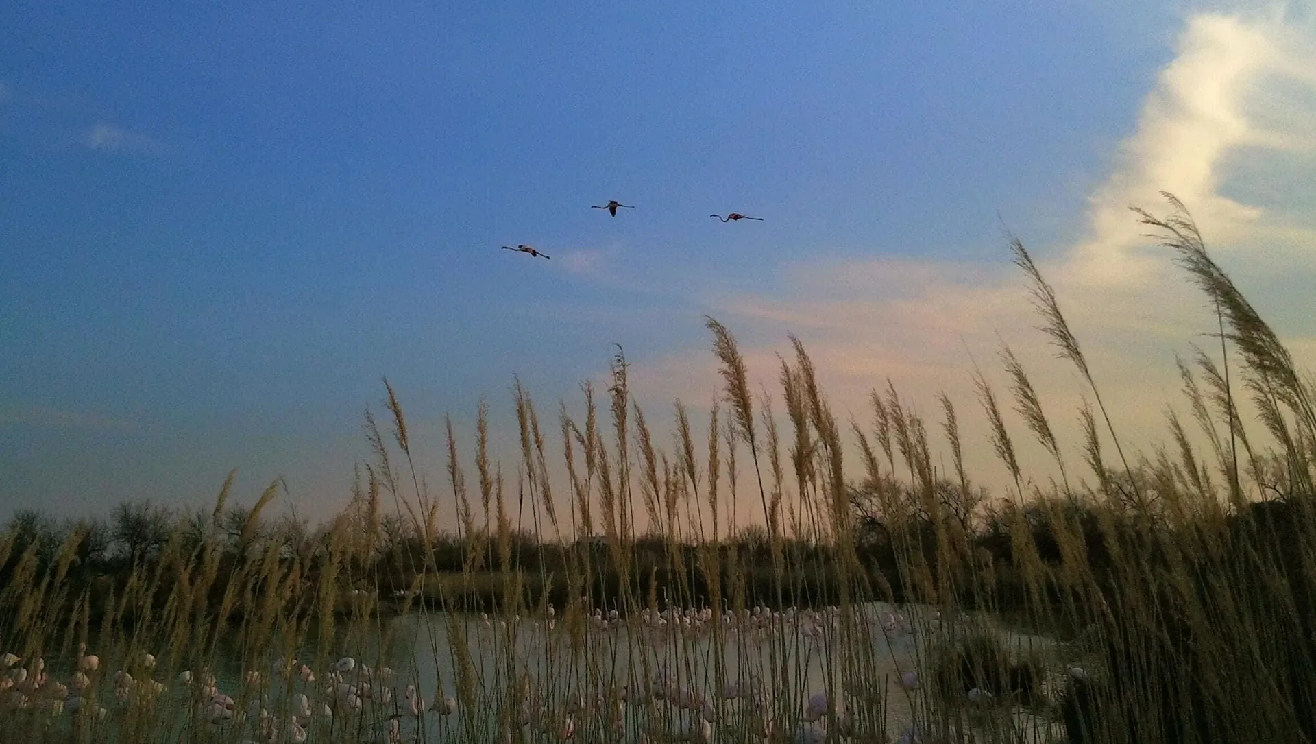 Flamands Roses Volant Au Dessus Dun Etang En Camargue C Francis Bonte Compresse - France © Francis Bonte Compresse