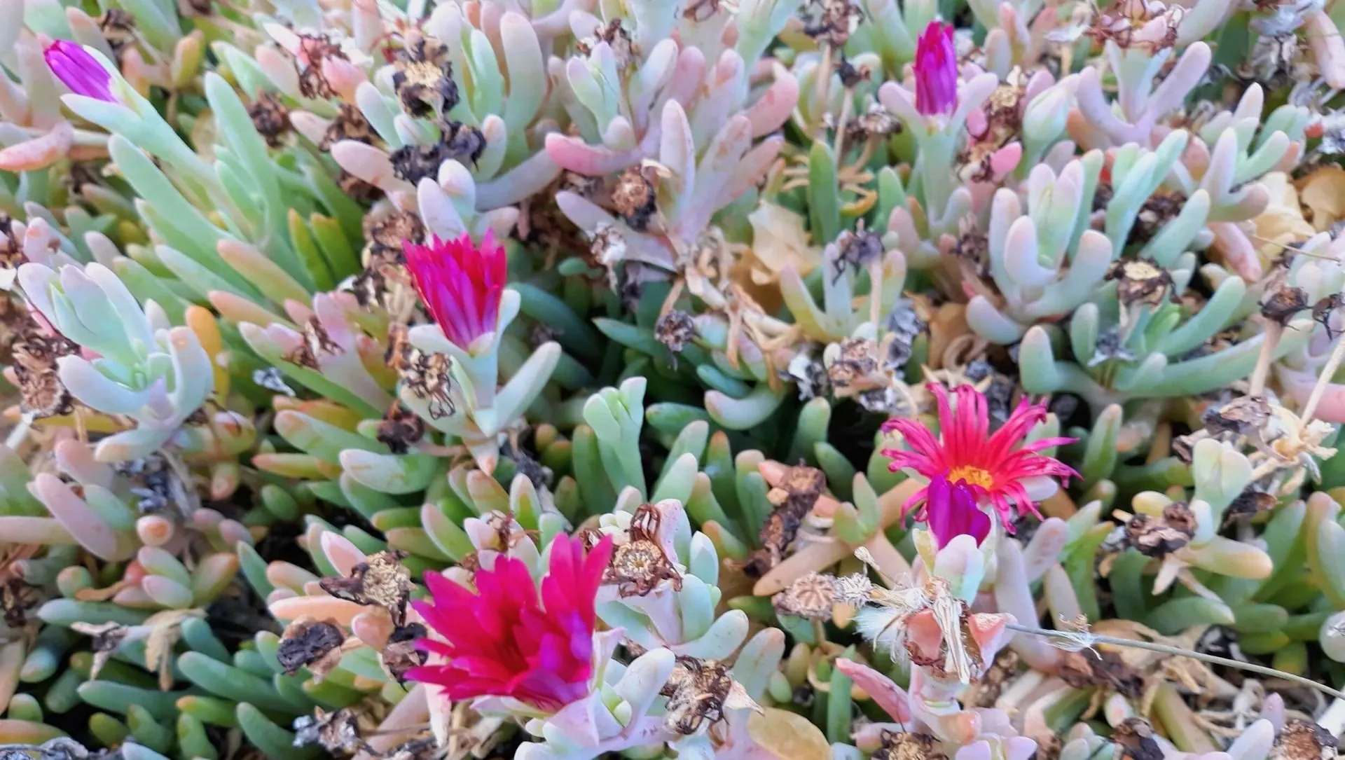 Flore De Lanzarote C Murielle Mondon - Espagne © Murielle Mondon