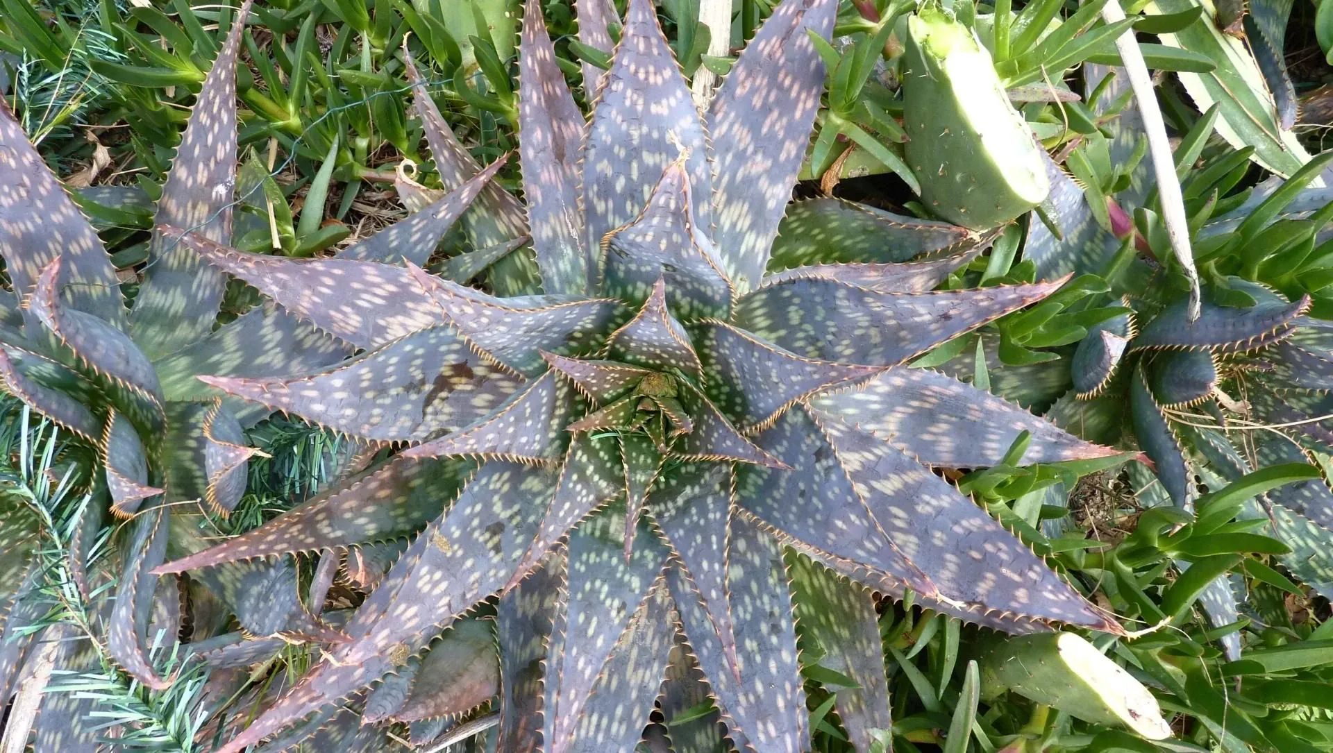 Flore Local A Cadaques - Espagne
