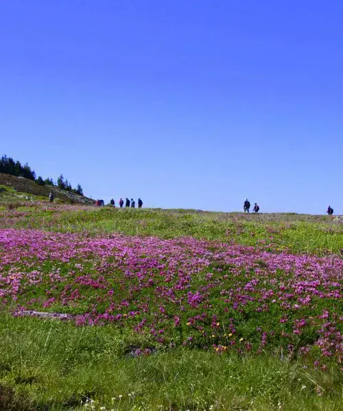 Champ de fleurs sur le chemin de Stevenson - France