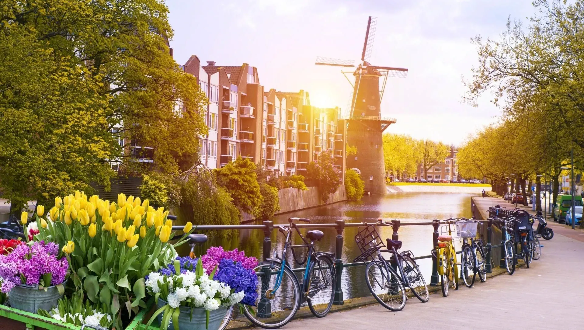 Champs de fleurs - Hollande - Pays-Bas - flower-fields-holland-netherlands-2