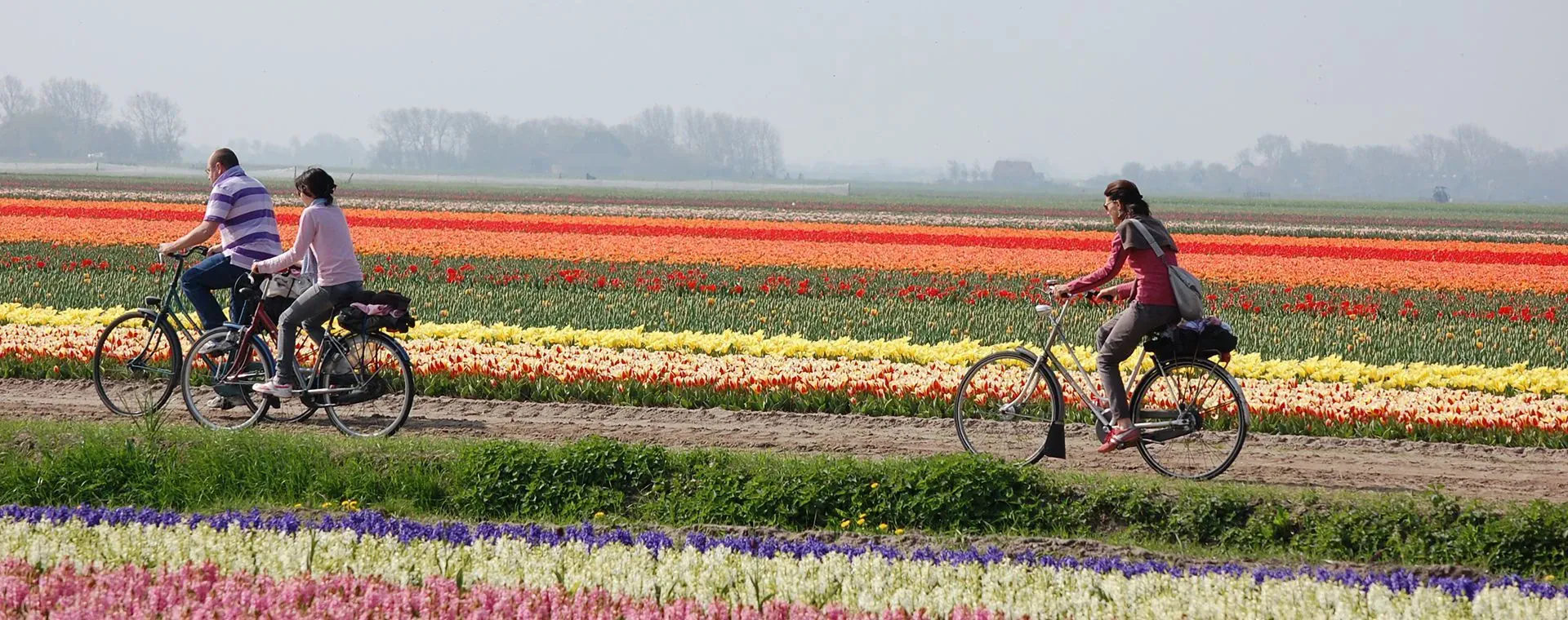 Champs de fleurs - Hollande - Pays-Bas - flower-fields-holland-netherlands-5