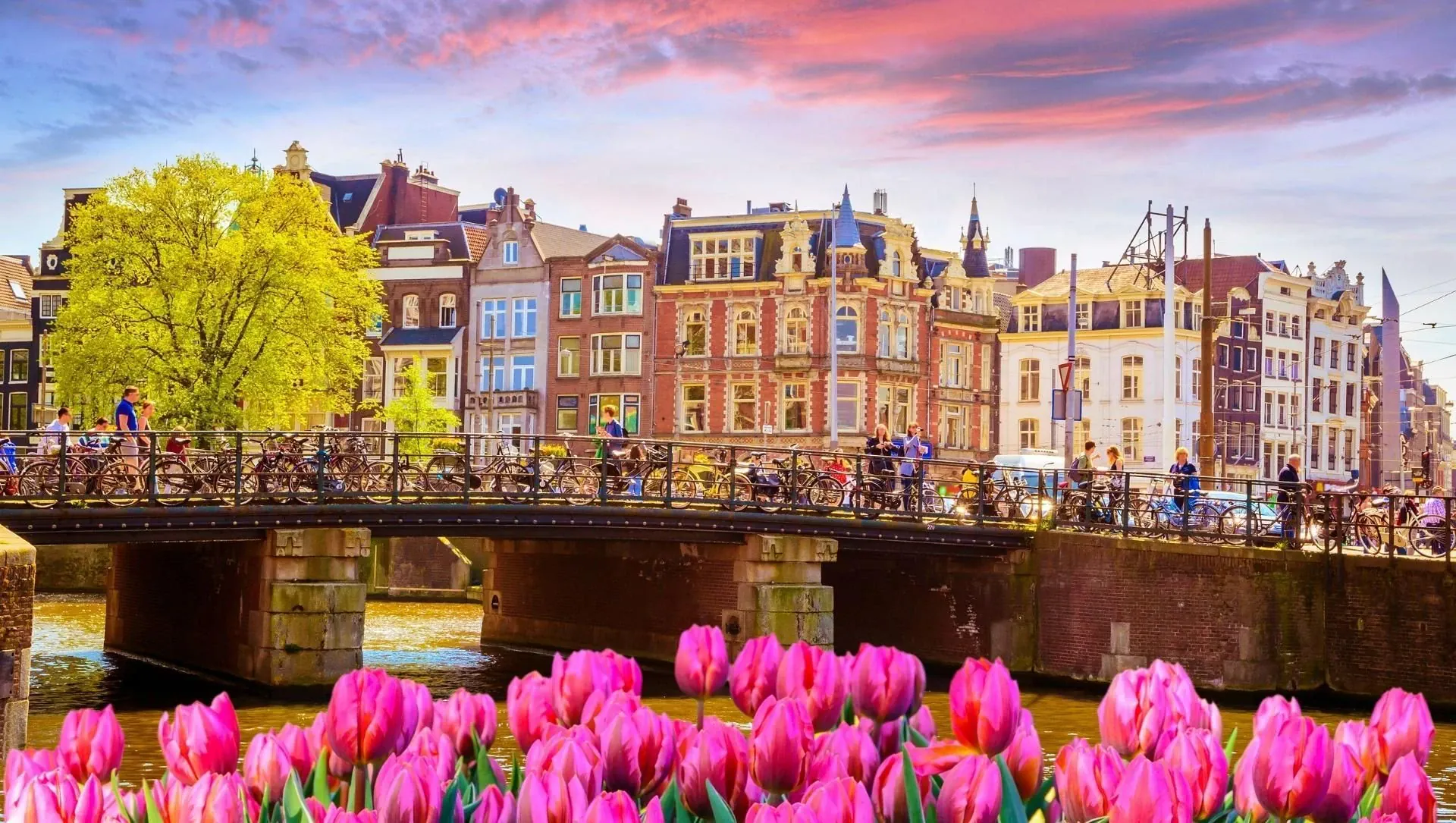 Champs de fleurs - Hollande - Pays-Bas