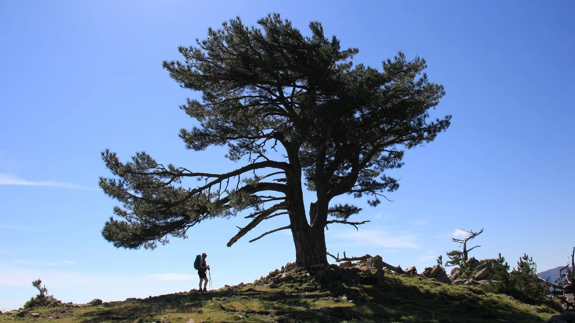 Arbre en fleurs - Vallée des Roses - Maroc