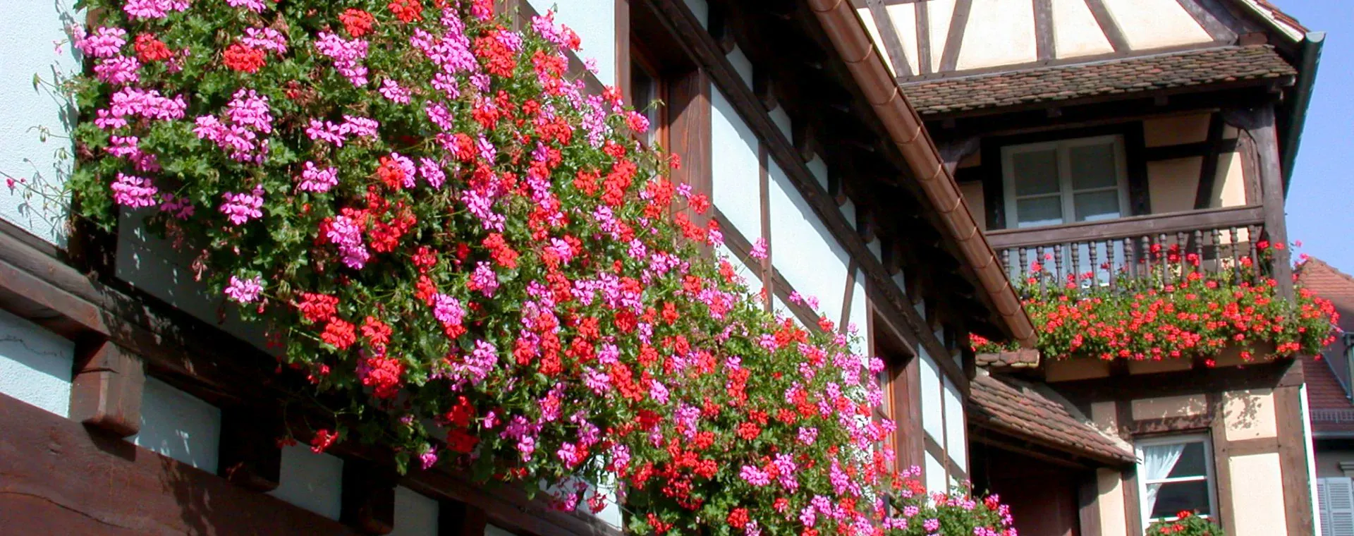 Fleurs Colombage Alsace - France