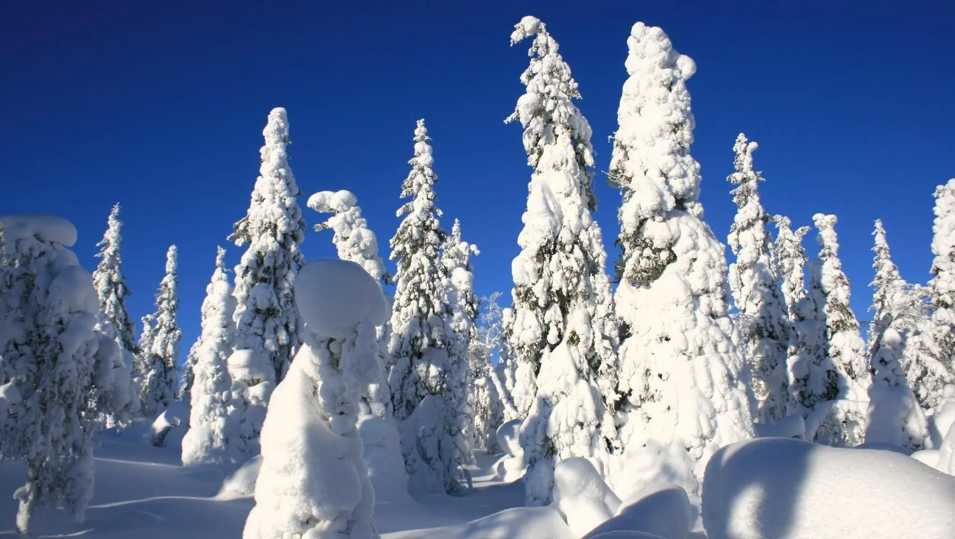 Foret Boreale Dans La Taiga Finlandaise - Finlande