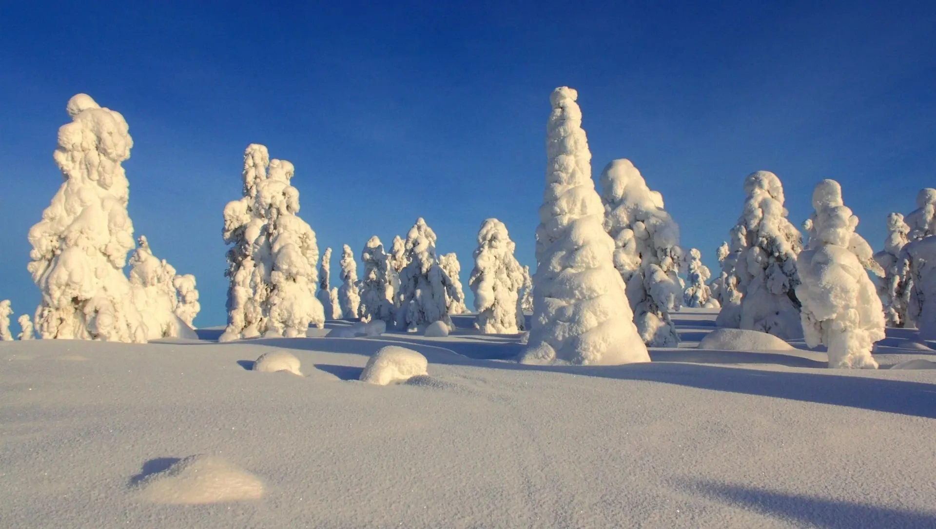 Foret Boreale En Hiver Dans La Taiga Finlandaise - Finlande