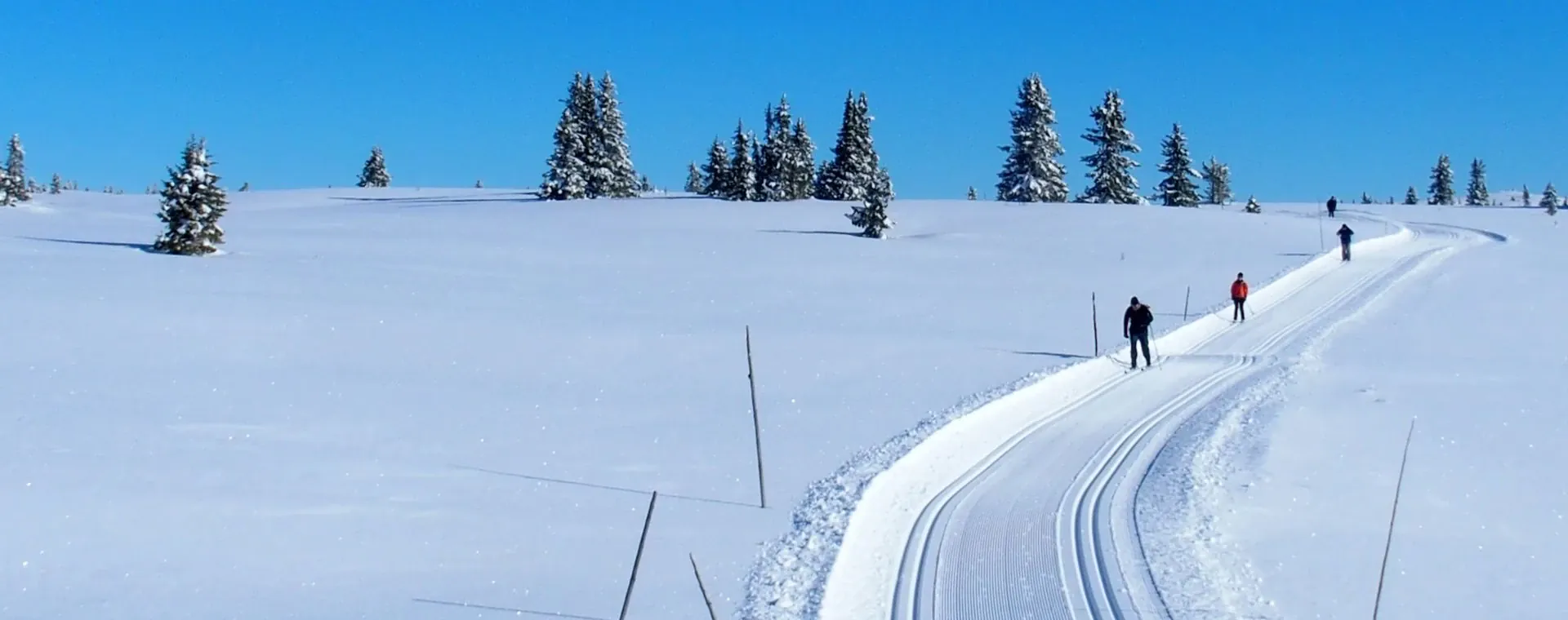 Piste cyclable en forêt sur l'île d'Usedom - Allemagne