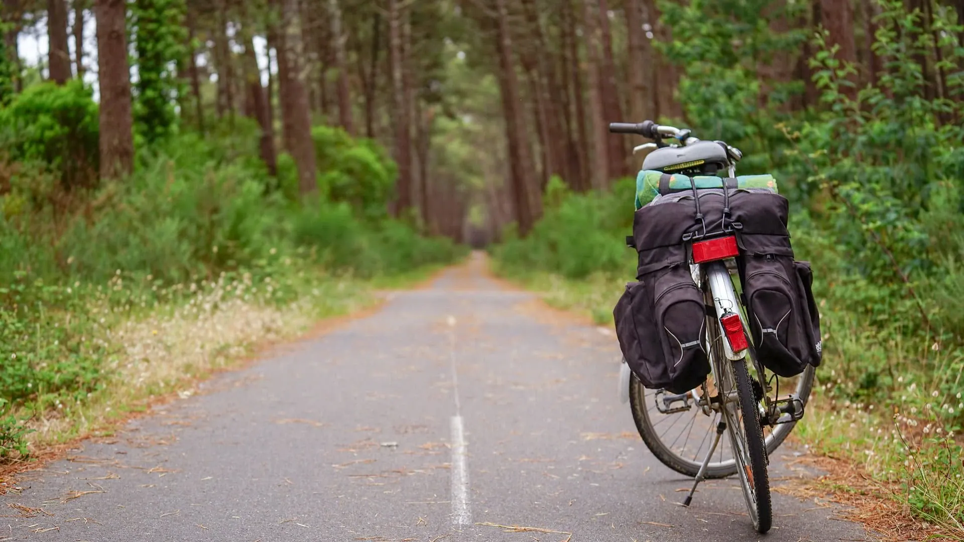Foret Landes Mimizan 02 Cla Velodyssee Aurelie Stapf - France