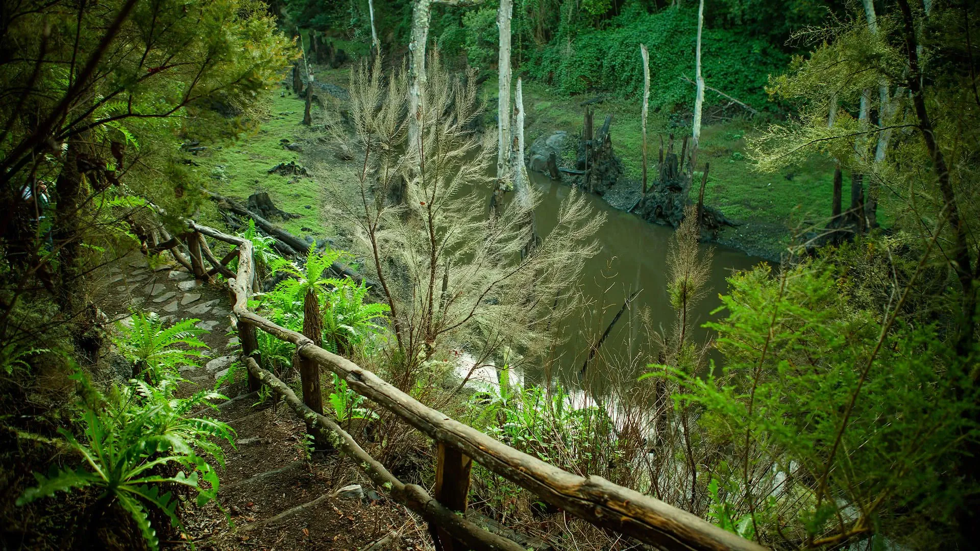 Foret Luxuriante La Gomera C Turismo De Canaria - Espagne © Turismo De Canaria