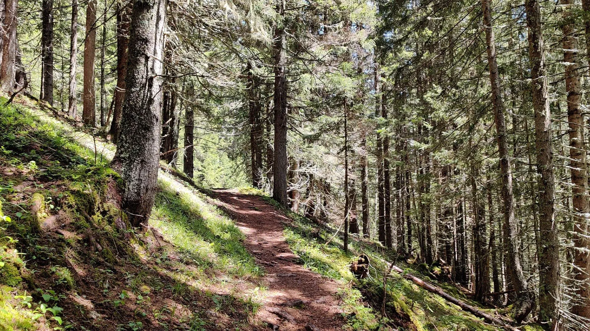Sentier en forêt - Parc de Killarney - Irlande © Dominique Boyer