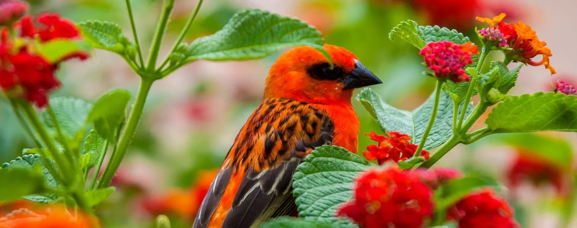 Foudi Rouge Ile Reunion - Île de la Réunion