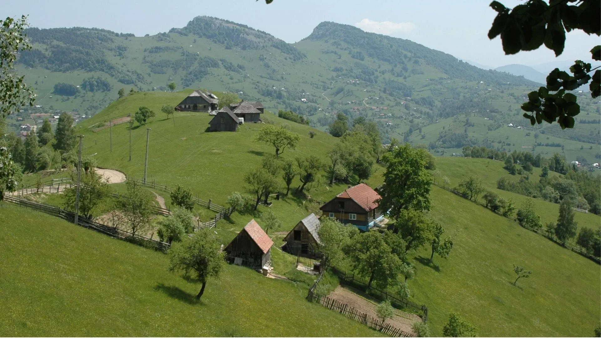 Fougeres Arborescentes Sentier De Belouve Buissons Fleuris Yvonne Toussaint - Lituanie
