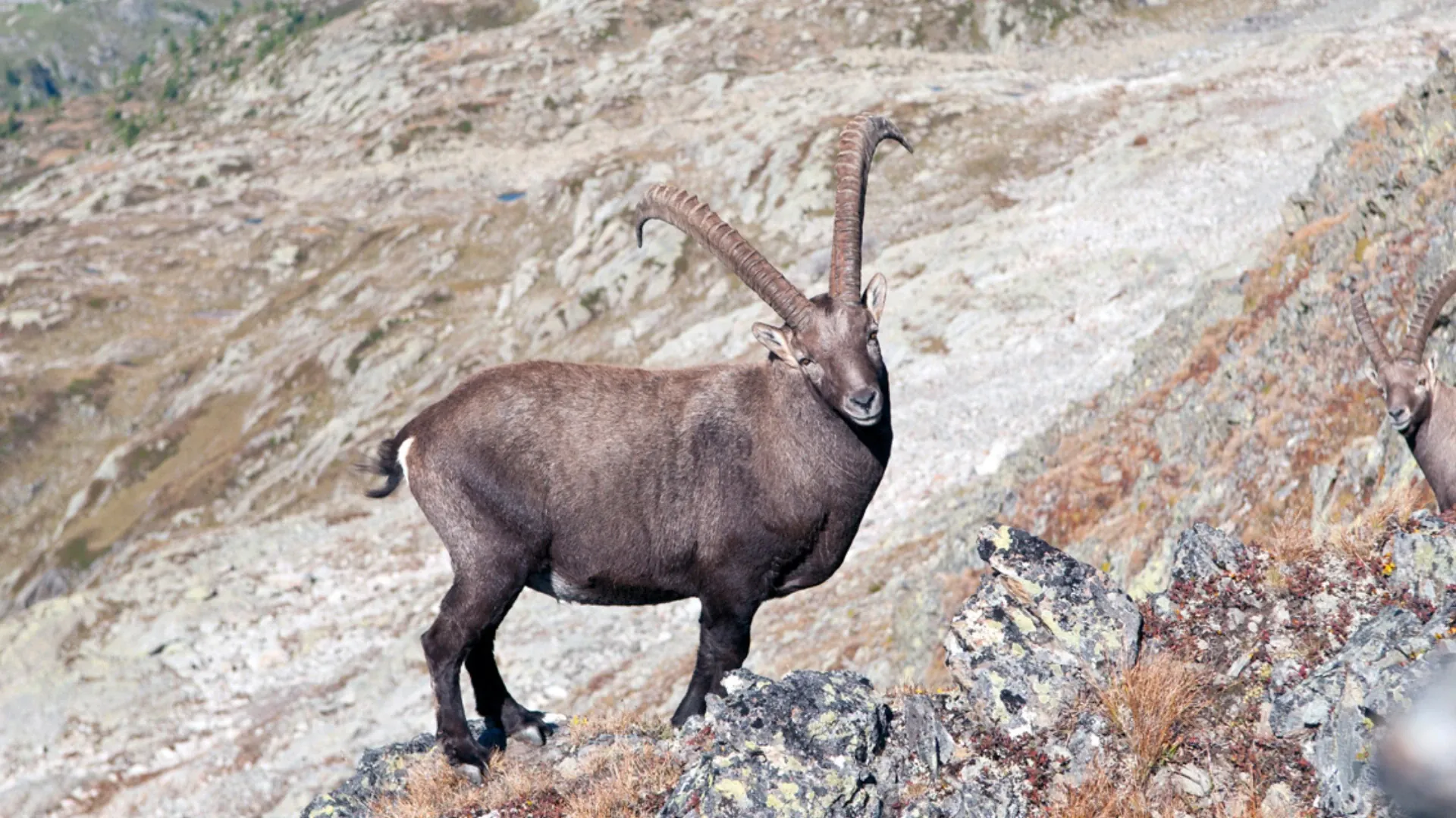 fragp1017-tmb-guided-7-days-bouquetin