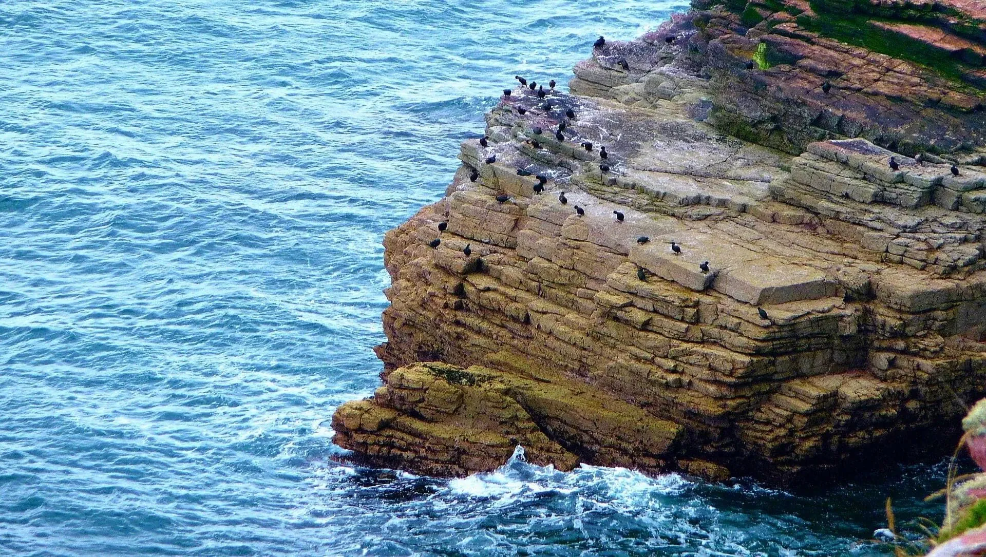 France Bretagne Cap Frehel Mer Reserve Ornithologique Oiseaux C Adobe Stock - Bretagne © Adobe Stock