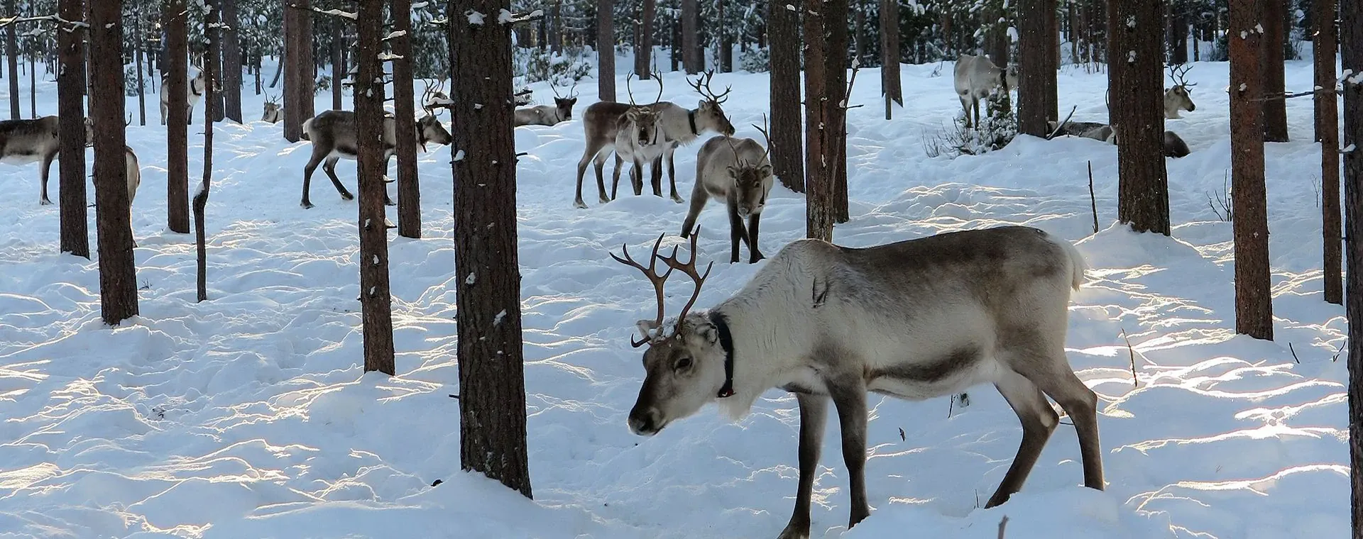 Frontiere Russe - Finlande - frontiere-russe-finland-6