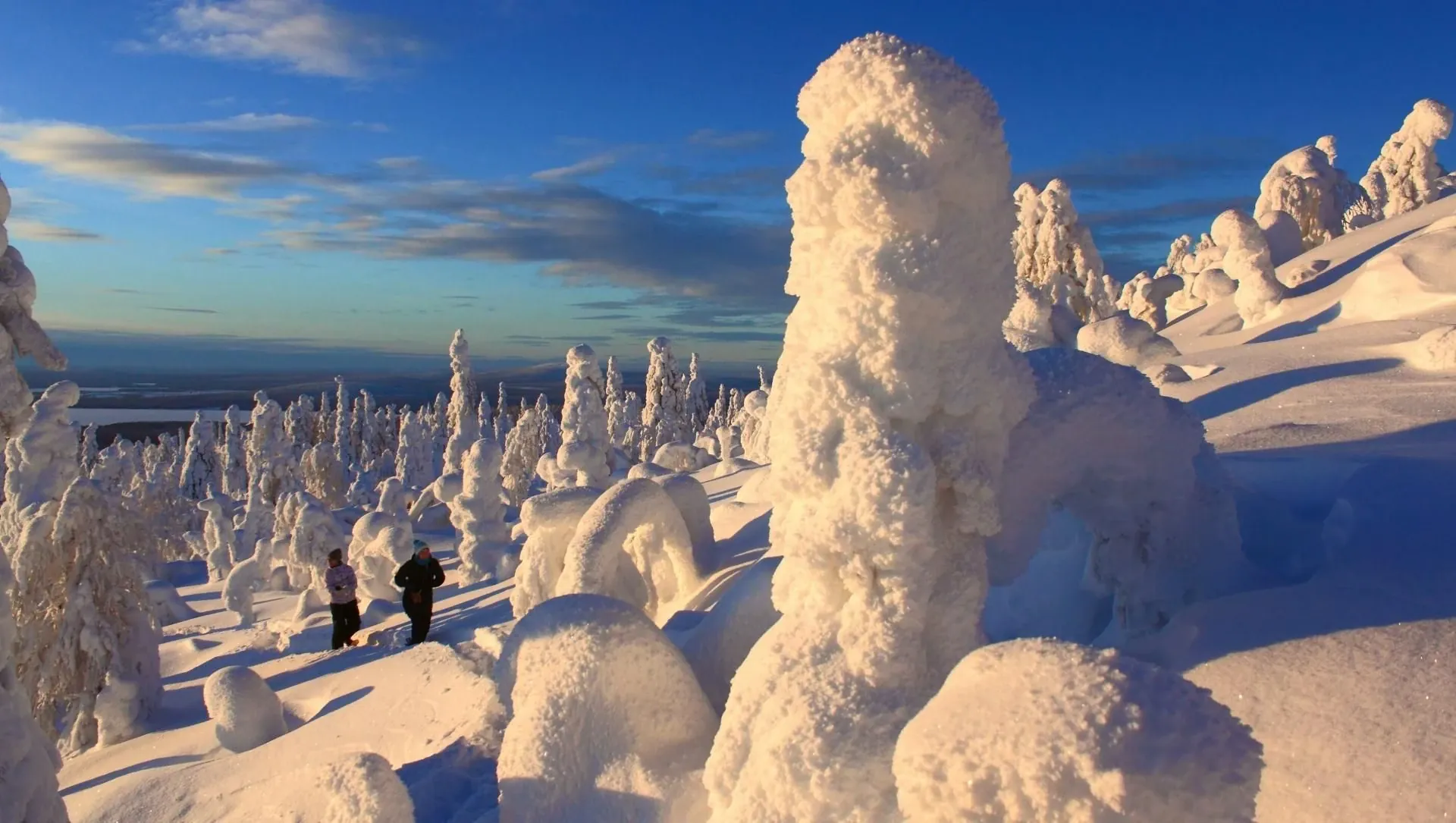 Arbres fruitiers sur le chemin - Venasque à Châteauneuf-du-Pape - France