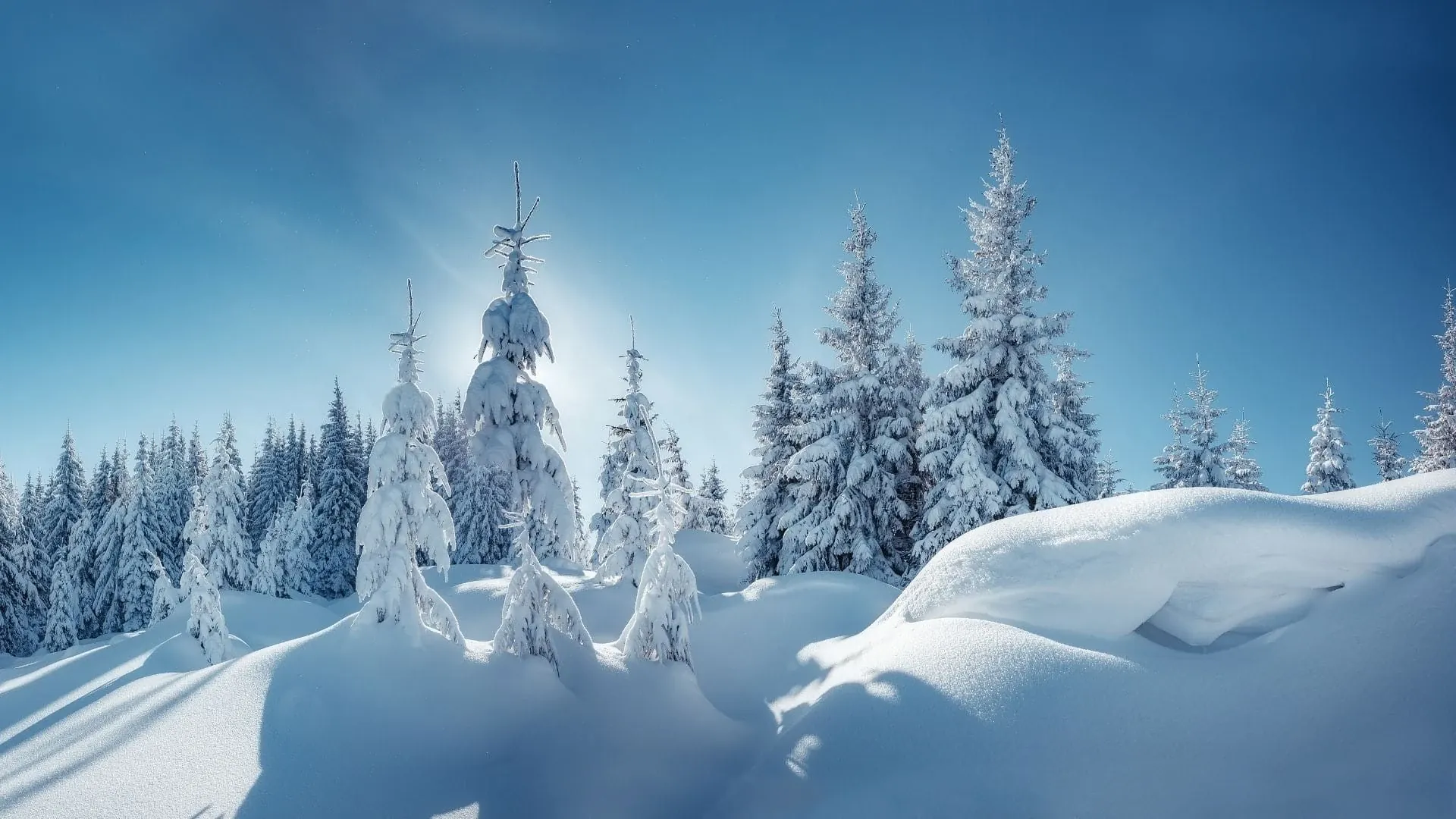 Arbres fruitiers le long de la route - Mont Ventoux - France