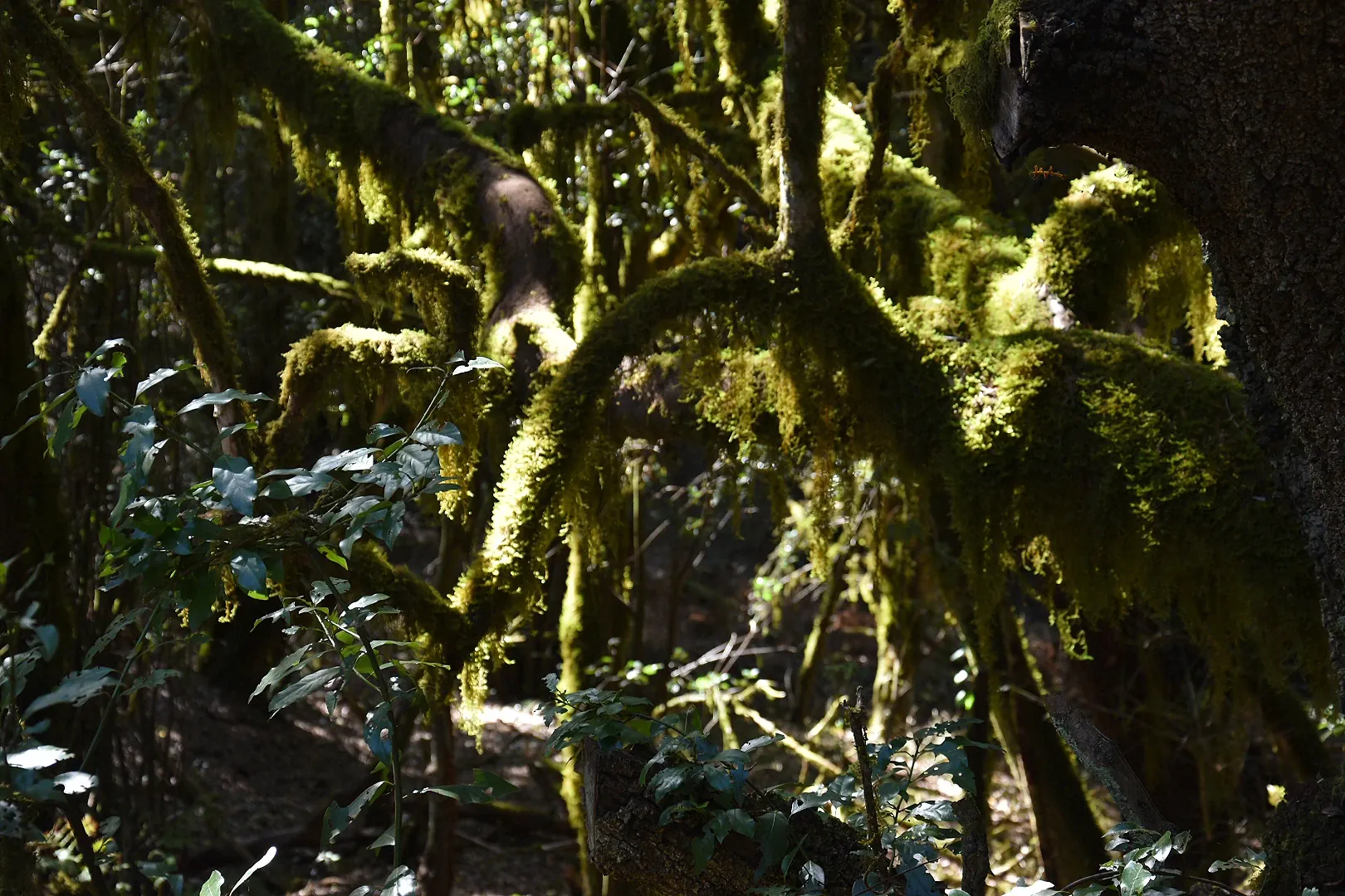 Parc national de Garajonay - La Gomera - Îles Canaries
