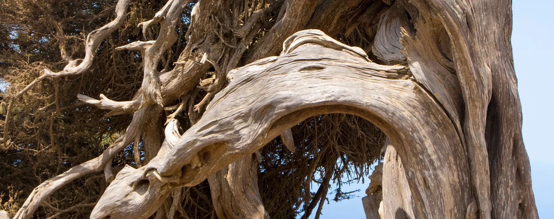 Genevrier Typique Ile El Hierro - Espagne