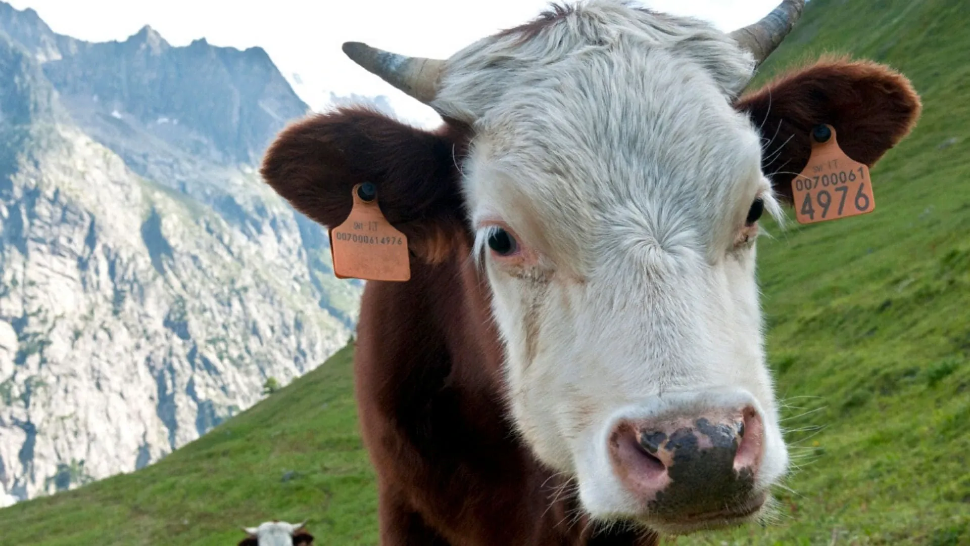 Genisse A Malatra - France