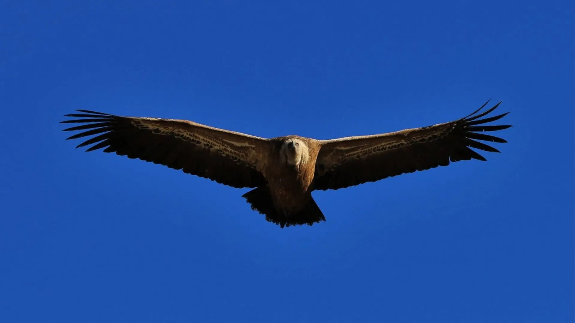 Gipaete C Damien Desbenoit - France