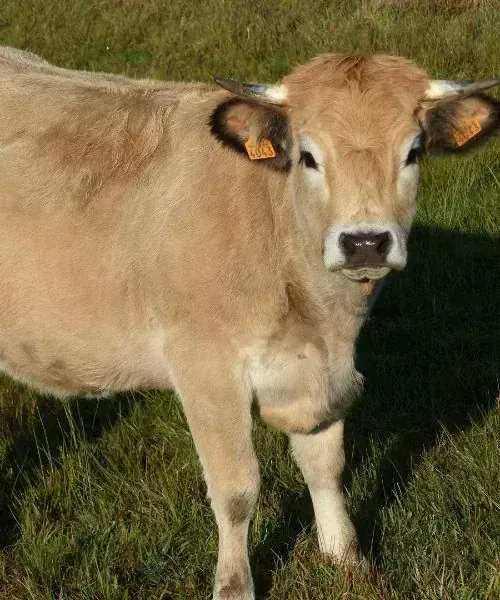 Cathédrale gothique d'Ulm - Bade-Wurtemberg - Allemagne
