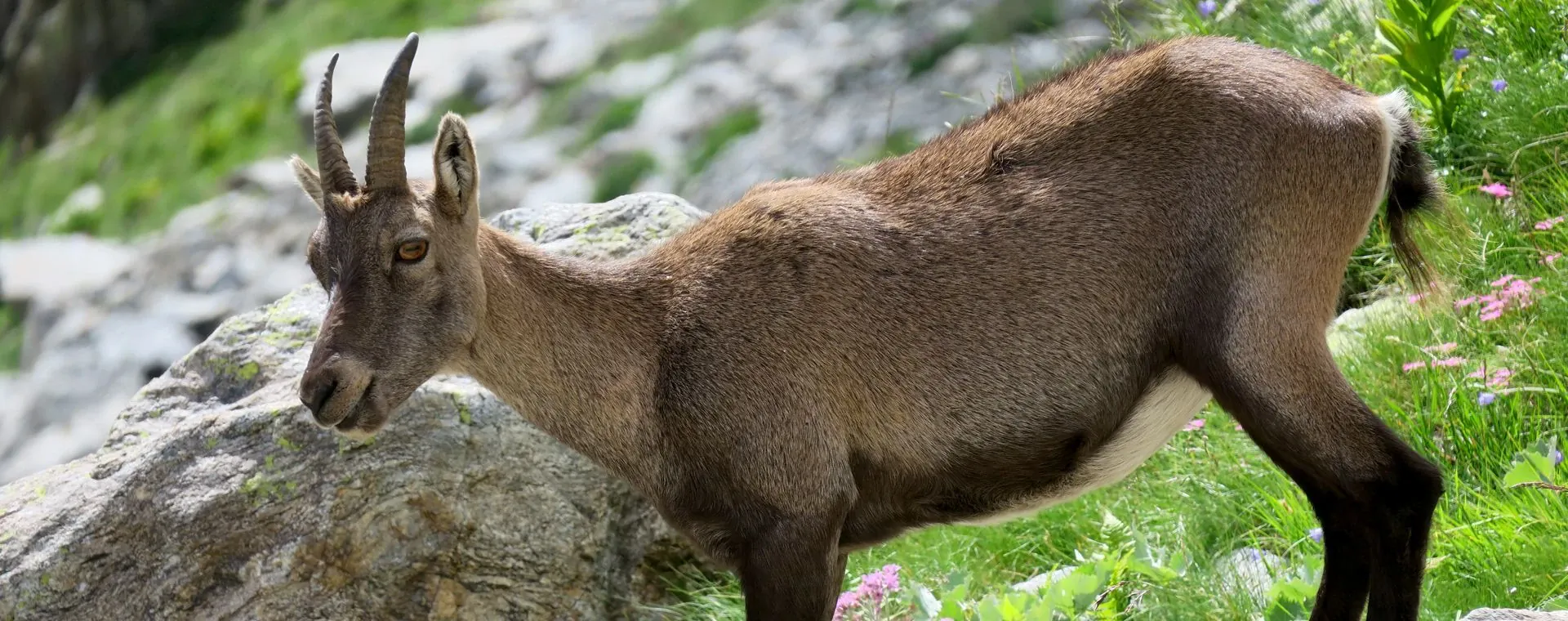 Grande Traversee Alpes - Alpes - France - grande-traversee-alps-alpes-france-13
