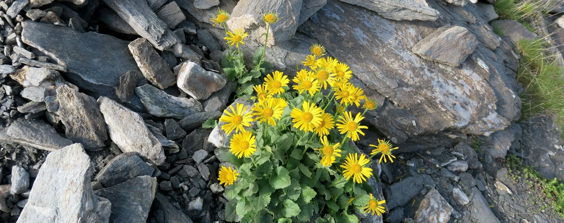 Grande Traversee Alpes - Alpes - France - grande-traversee-alps-alpes-france-16