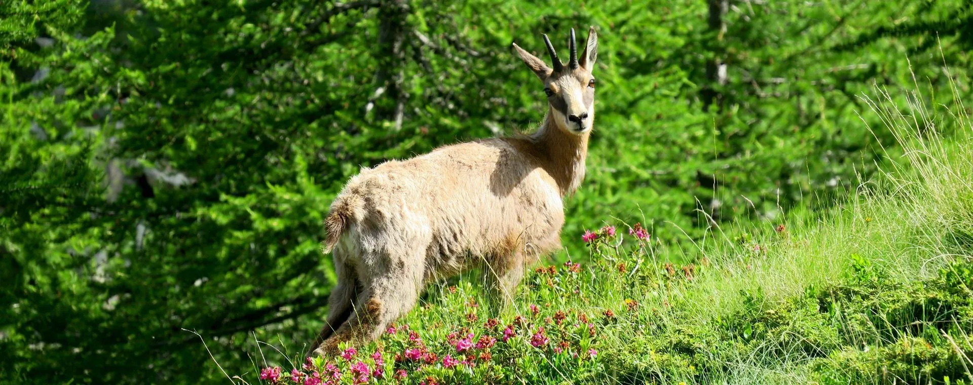 Grande Traversee Alpes - Alpes - France - grande-traversee-alps-alpes-france-19