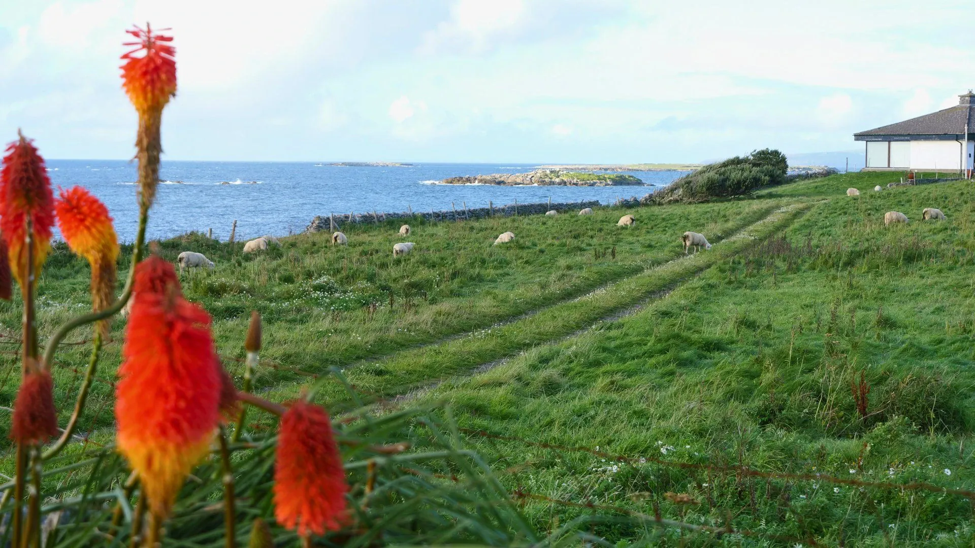 Paysage verdoyant de la péninsule de Dingle - Kerry - Irlande
