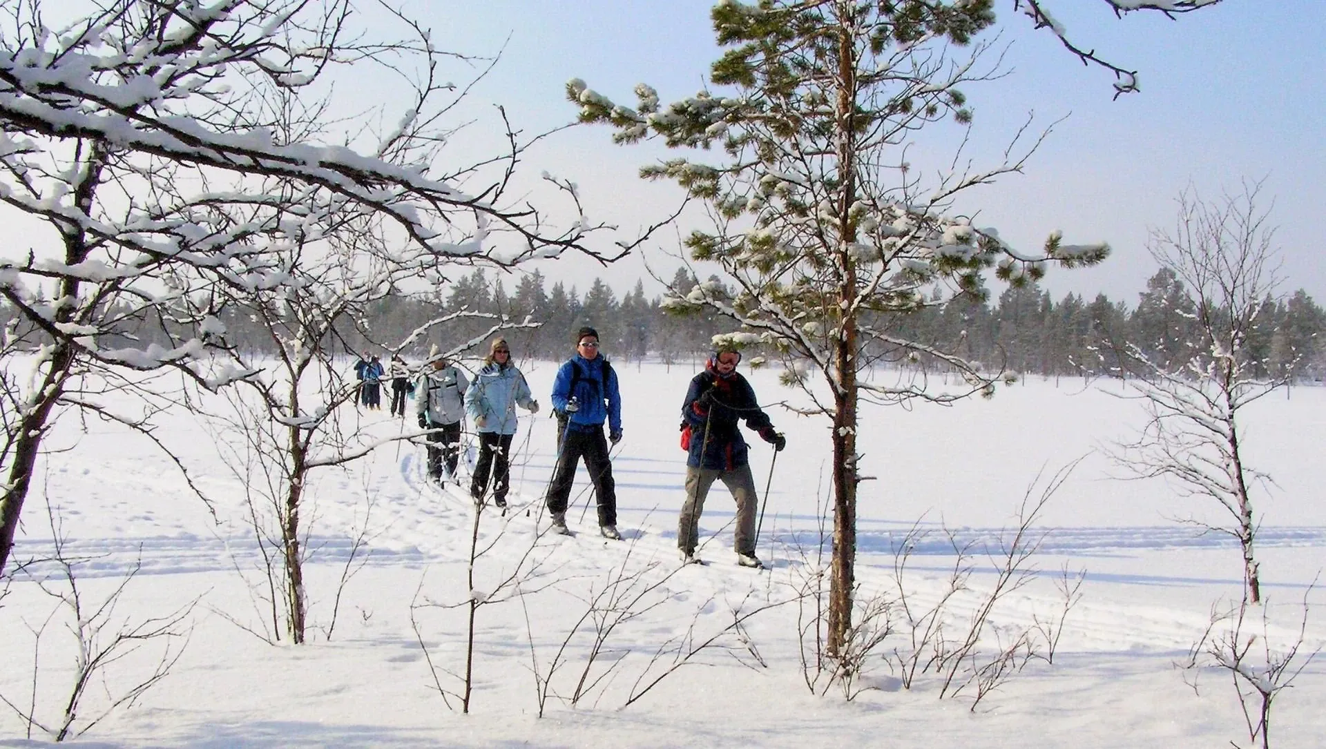 Groupe En Ski De Fond Classique En Laponie Finlandaise - Laponie - Finlande