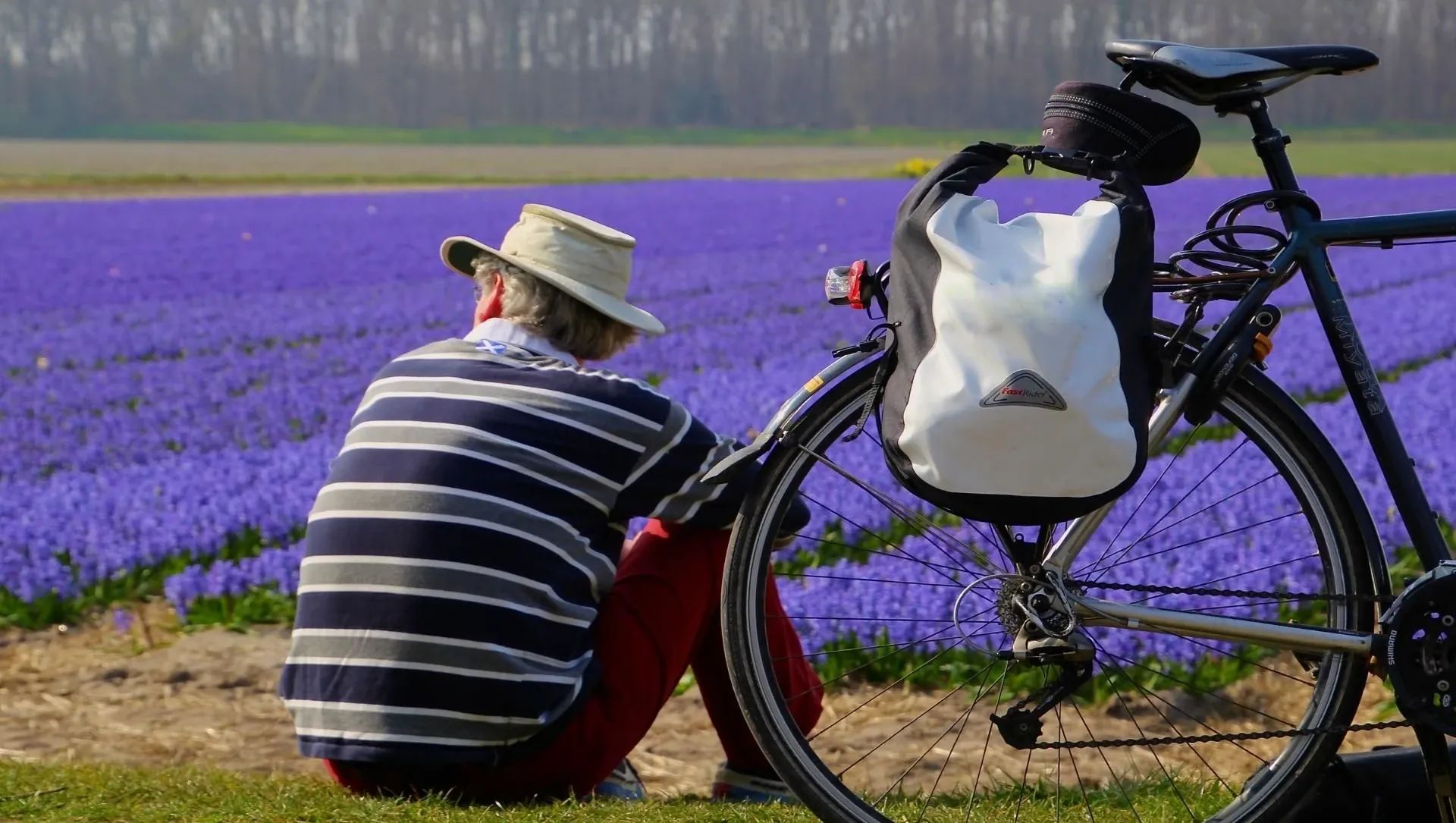Halte En Velo Le Long Des Champs De Tulipes Hollandais - Pays-Bas