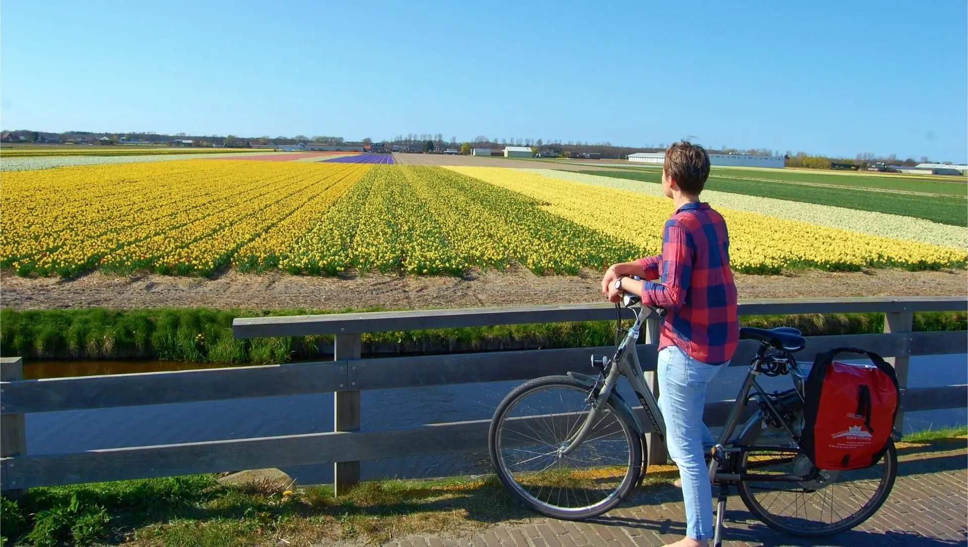 Halte En Velo Le Long Des Champs De Tulipes Hollandaises - Pays-Bas