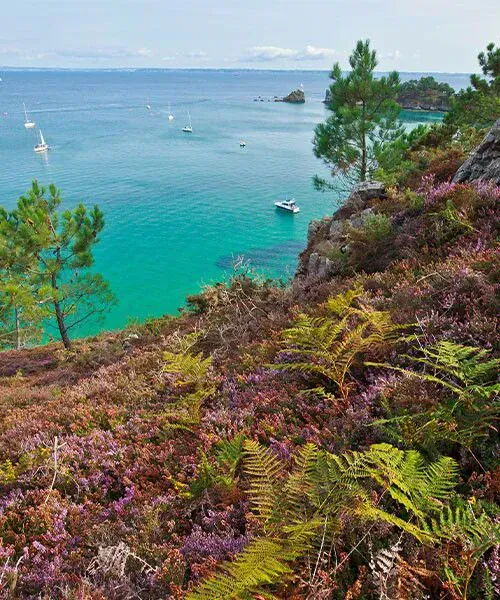 Landes fleuries de bruyère vers le Cap de la Chèvre avec voiliers - Presqu'île de Crozon - France