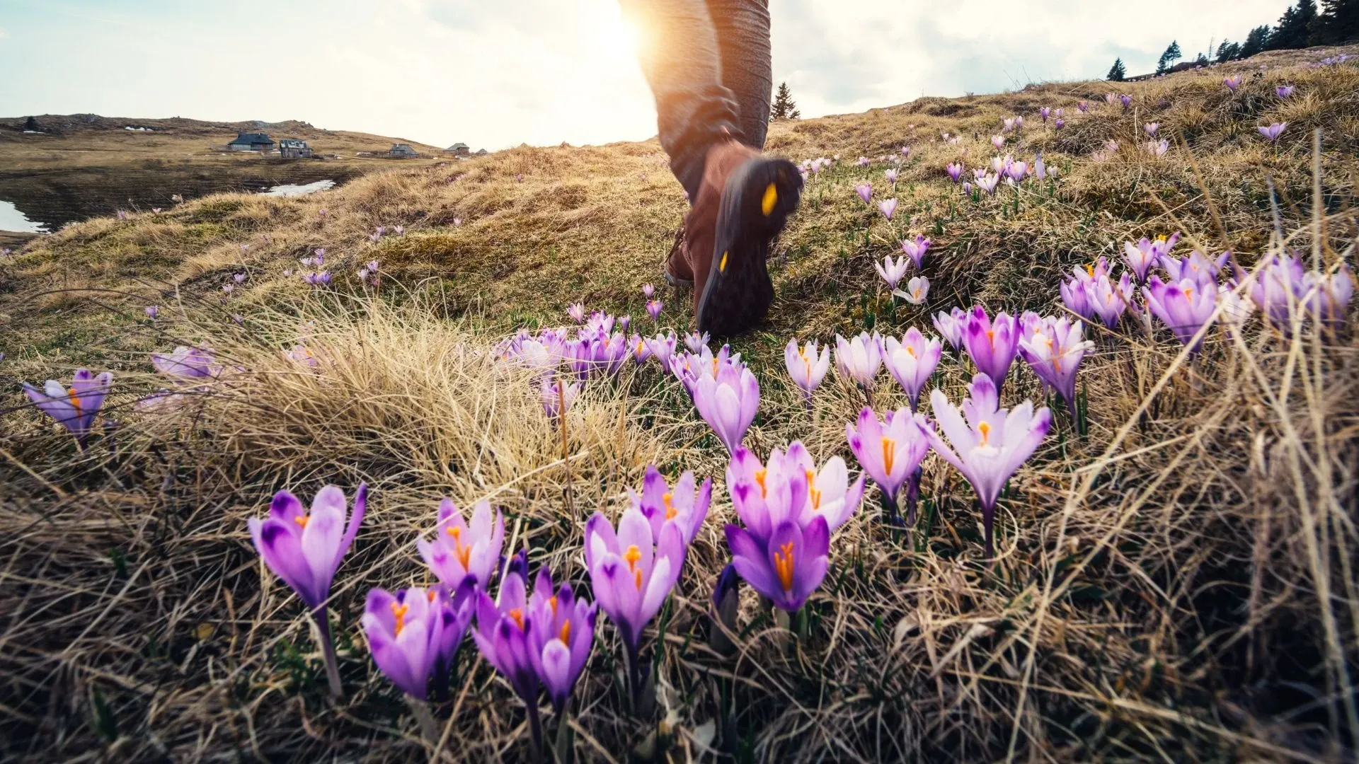 Randonneur parmi les crocus en fleur - Printemps alpin