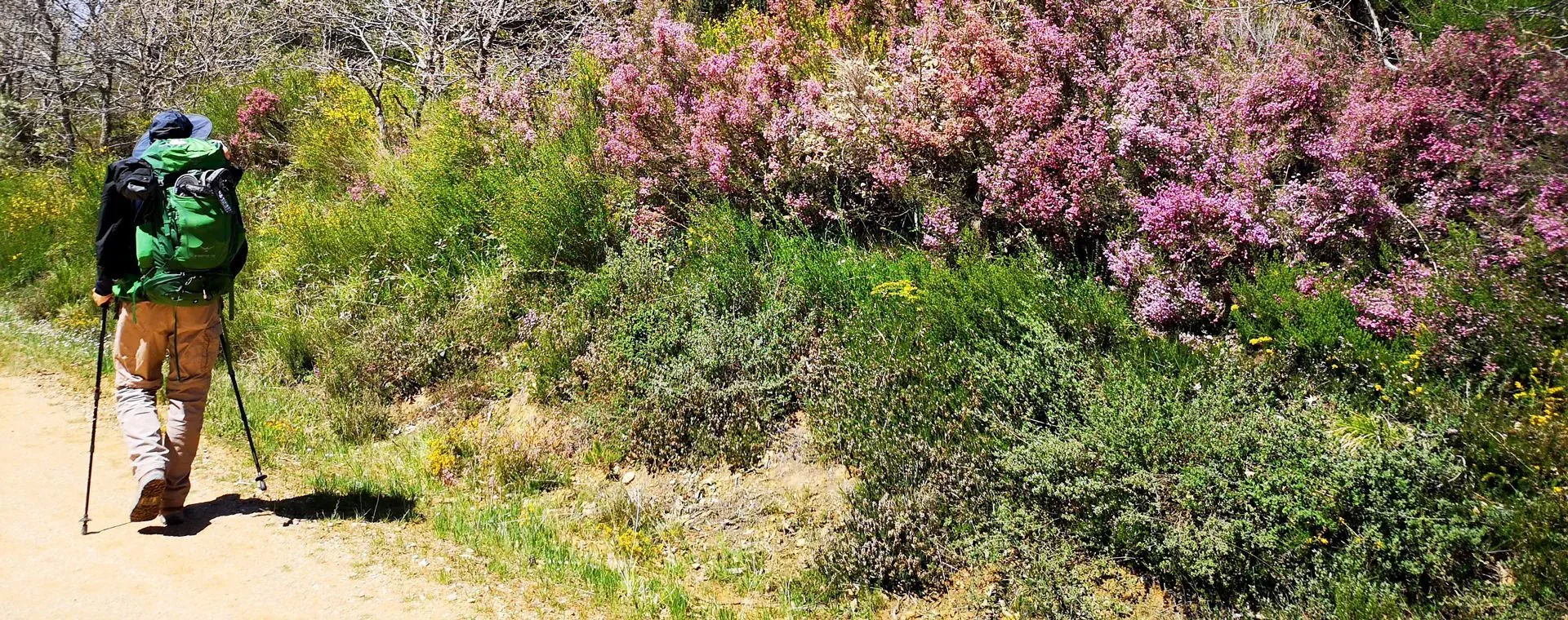 Randonneur devant le glacier du Grand Paradis - Italie © Mireille Schlaepfer
