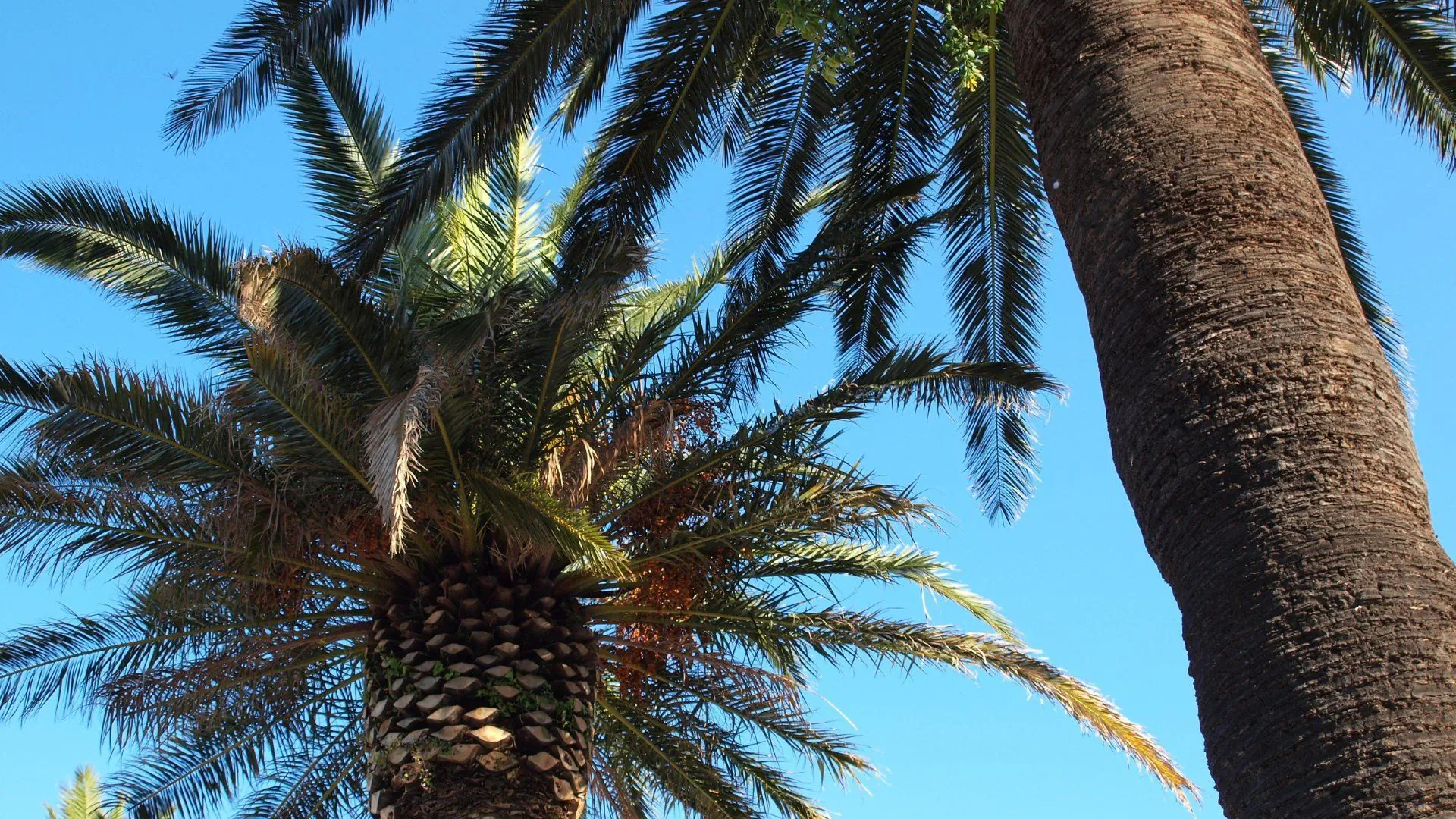 Randonneur sur sentier littoral des Îles d'Or - Var - France