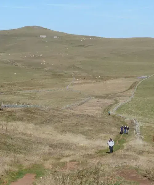 Randonneurs sur les vastes pâturages de l'Aubrac avec murets de pierre - Aveyron - France