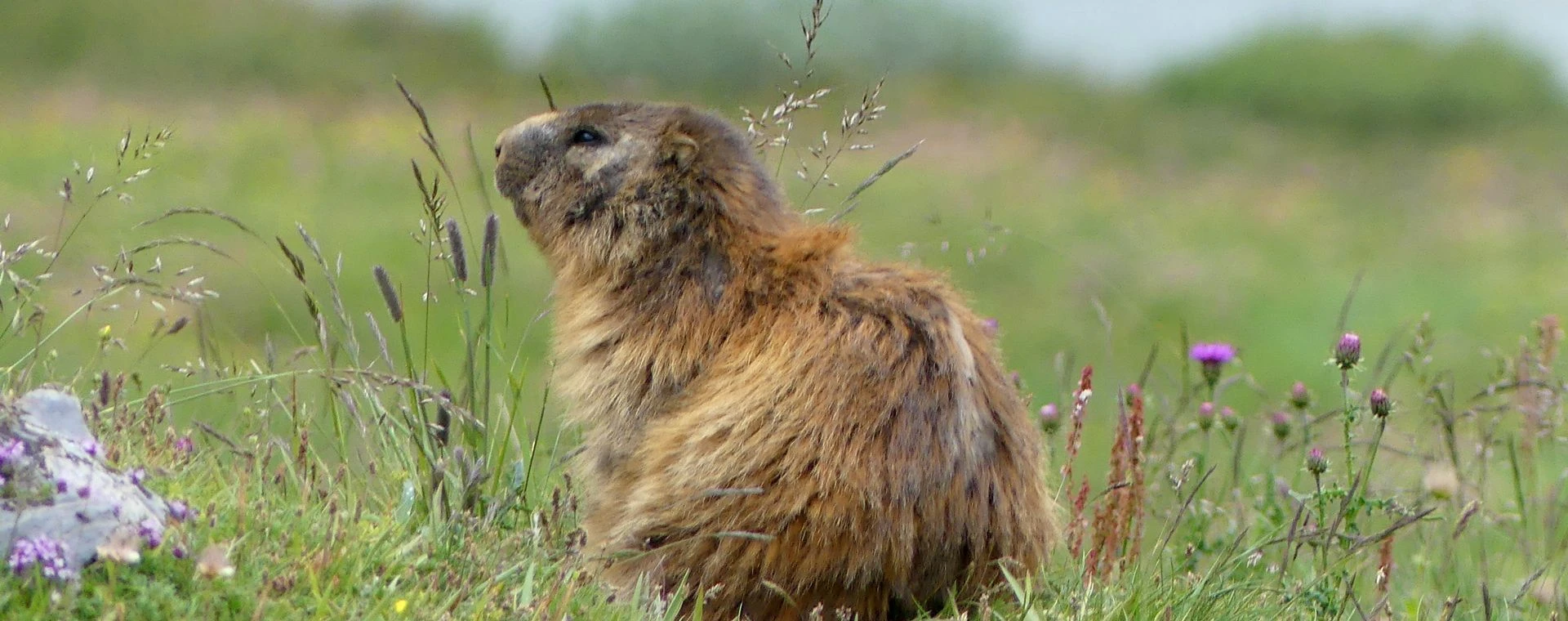 Randonnée dans la vallée de la Clarée - Alpes - France - hiking-in-the-claree-valley-alps-france-4